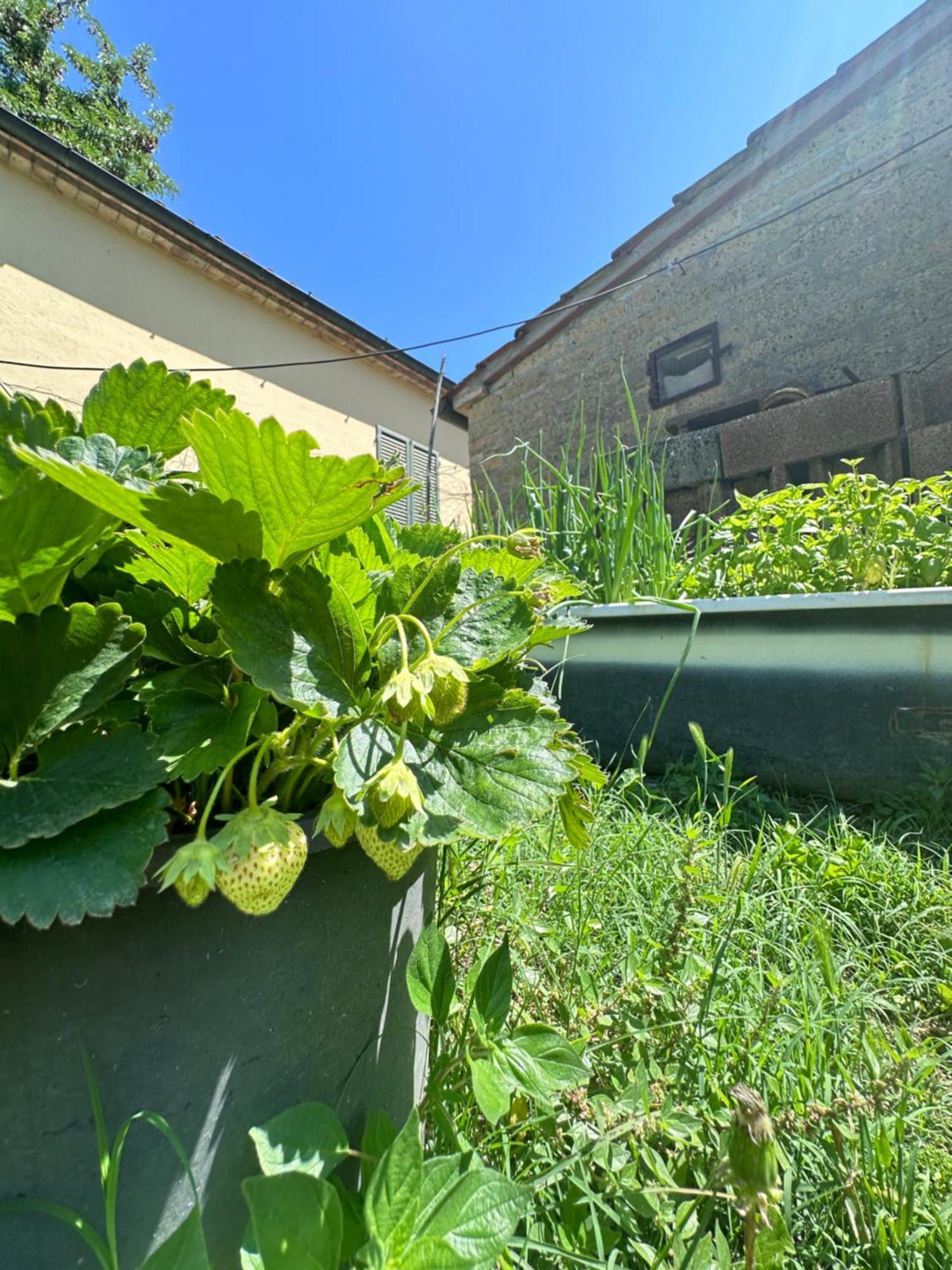 Agriturismo San Biagio Villa Montepulciano Stazione Buitenkant foto